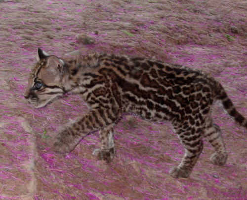 Ocelote en el río Ucayali